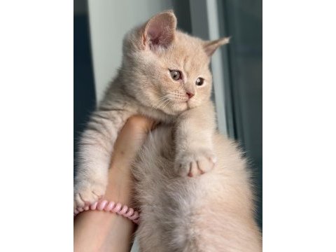 Safkan british shorthair fawn 3 aylık erkek