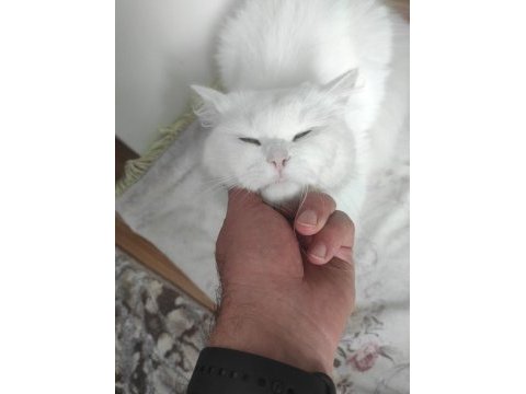 1 yaşında erkek british longhair