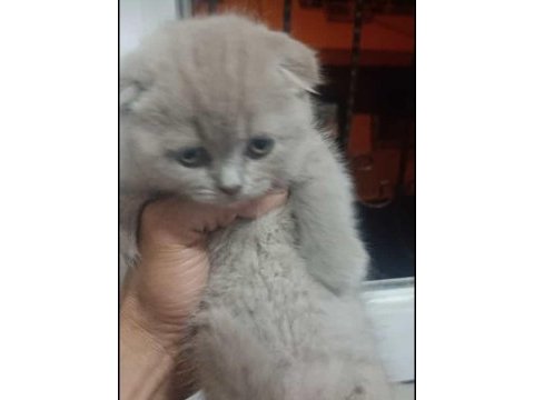 55 günlük mia oyuncul akıllı kedimiz eğitimli