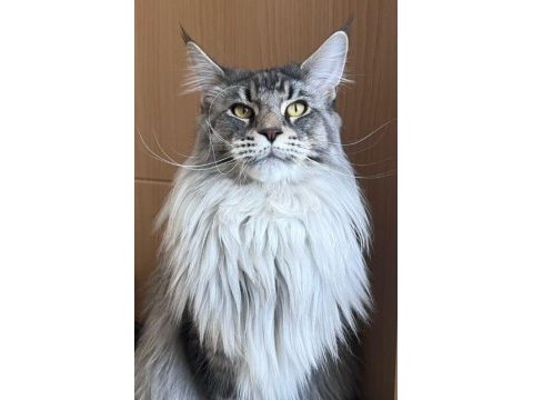 Sağlık ve ırk garantili minik maine coon devler