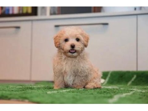 Evden sağlıklı maltipoo