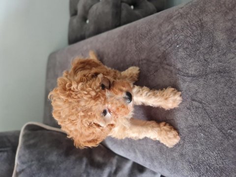 Poodle bebişimiz