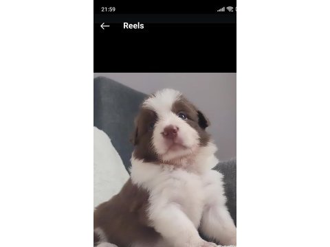 Çok kaliteli border collie yavruları istanbul