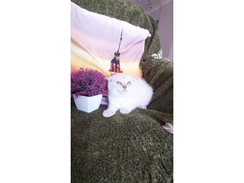 Daha güzel scottish fold yok