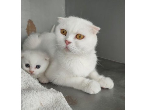 Safkan üretim kedimiz