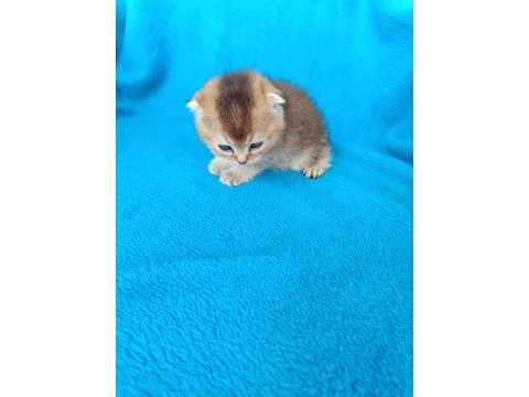 Dişi scottish fold golden