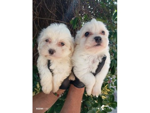 Kar topu lekesiz safkan maltese bebeklerimiz