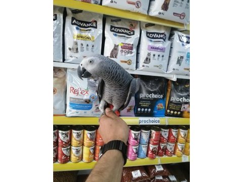 2 yaşında ele alışkın jako papağanı