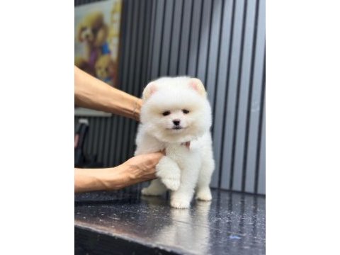 Sağlık ve ırk garantili pomeranian