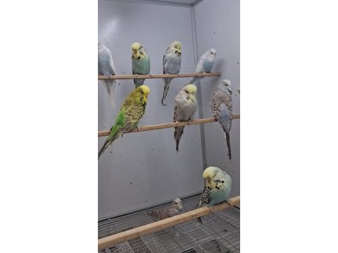 Show jumbo muhabbet kuşları