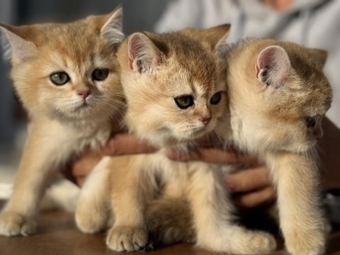 Ankarada ziyarete açık golden british shorthair