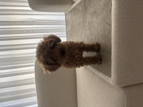 Dişi toy poodle