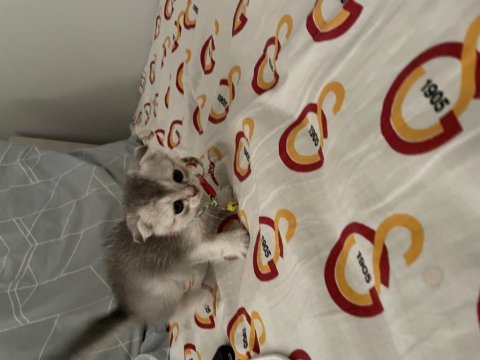 2 aylık dişi scottish fold