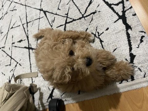 Maltipoo bebek