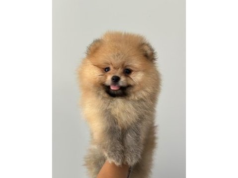 Ankaranın en güzel pomeranian boo yavruları