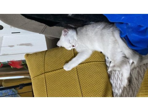 Prenses british shorthair kendine yeni yuva arıyor