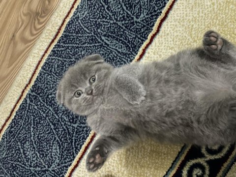 60 günlük scottish fold