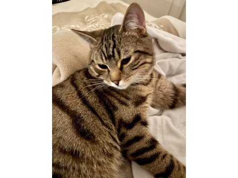 British shorthair tekir kırması 8 aylık erkek kedim