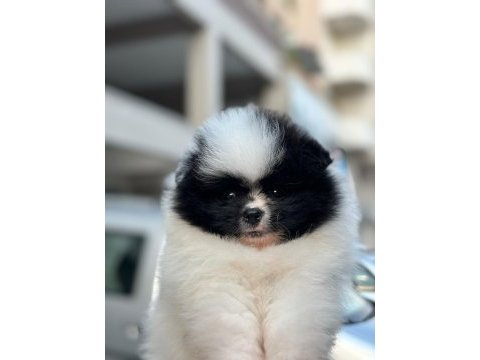Show kalite pomeranian boo yavrularımız