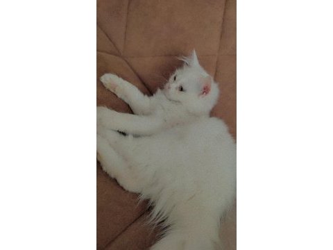 Kedi ilanı persian