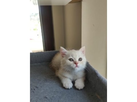 Yavru cins british shorthair uygun puanlı