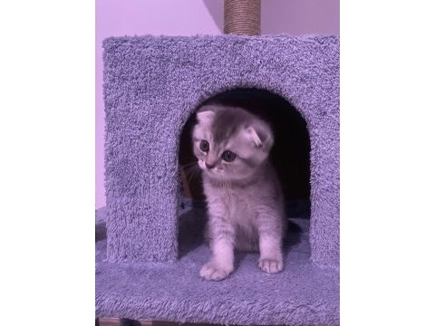 10 gün içinde teslime hazır scottish fold yavrumuz