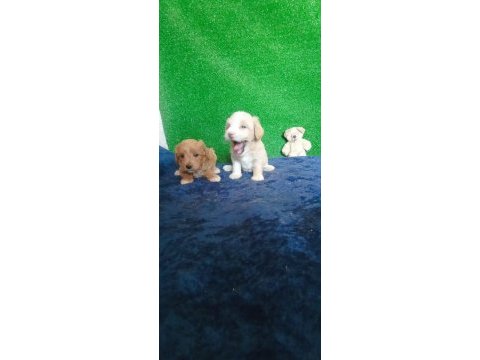 Muhteşem maltipoo minikler
