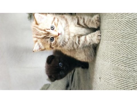 British tabby dünyalar tatlısı