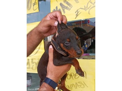 Doberman yavrular 19/05 doğumlu cipli karneli