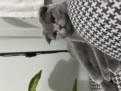 Ücretsiz sahiplendirilecek scottish fold
