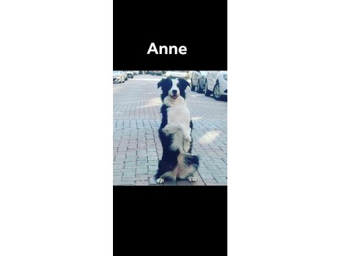 Border collie yavru