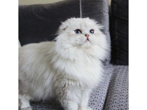 Beyaz aslan yeni yuvasına kavuşmayı bekliyor