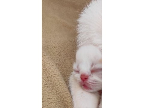Yavrularımız veteriner bakımlıdır exotic shorthair