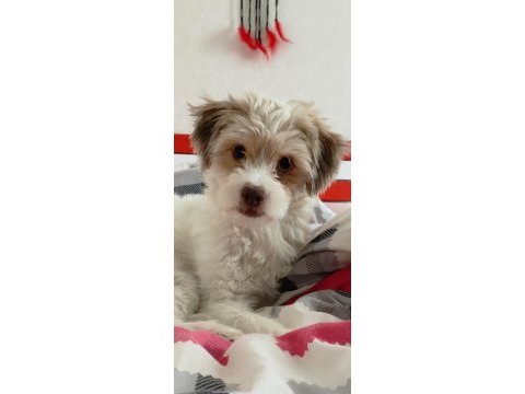 Ücretsiz sahiplendirme maltese terrier
