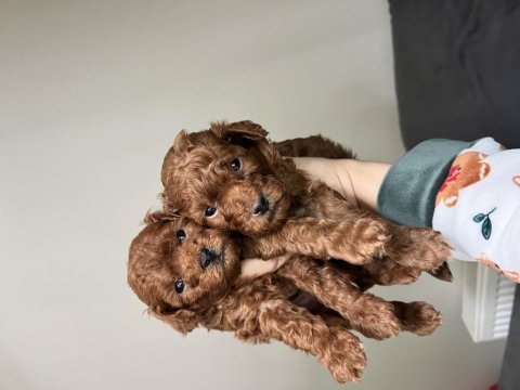 Erkek toy poodle