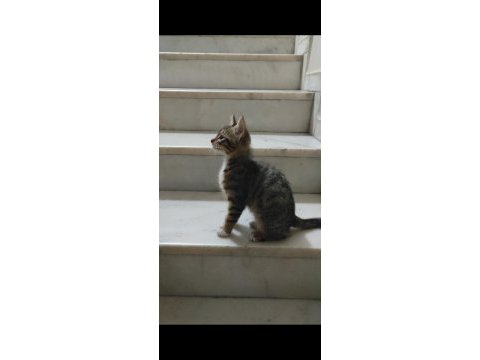 Sokakta kalmış yavru tekir