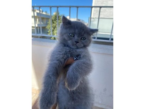 2 aylık british shorthair bebekler