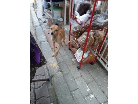 9 aylık dişi pinscher