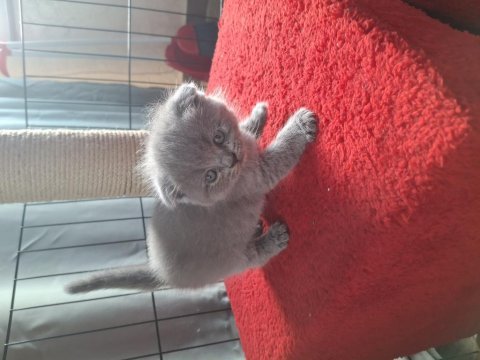 Minik scottish fold yavrularımız