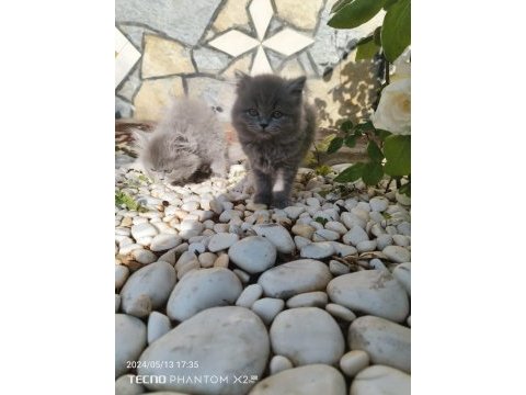Sahiplendirme erkek ve dişi british shorthair