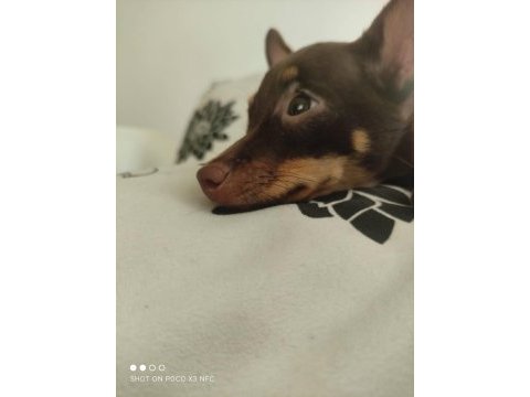 1.5 yaşında dişi pinscher