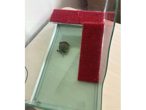 Su kaplumbağası kırmızı yanaklı