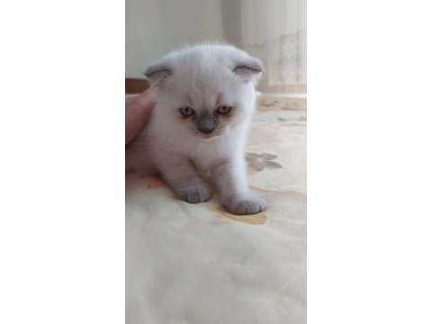 1.5 aylik safkan scottish fold blue point yavrularimiz