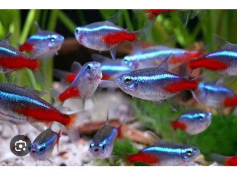Dört adet sağlıklı neon tetra
