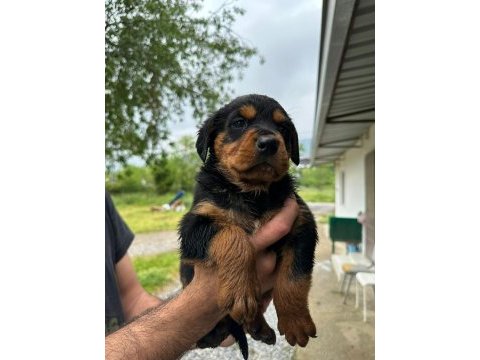 Macar kafa rottweiler