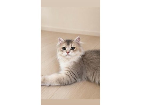 British longhair ay25 erkek