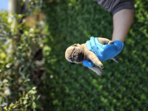 Muhteşem pug mobs yavrularımız
