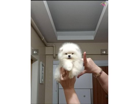 Sevimli hayalet casper 2,5 aylık