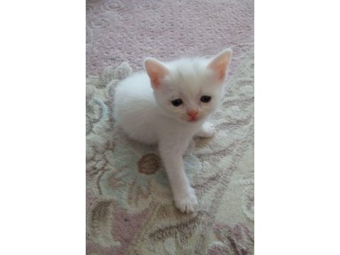 Renk renk british shorthair erkek ve dişi yavrular (uygun)