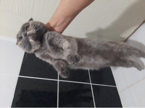 Female scottish fold for free adoption